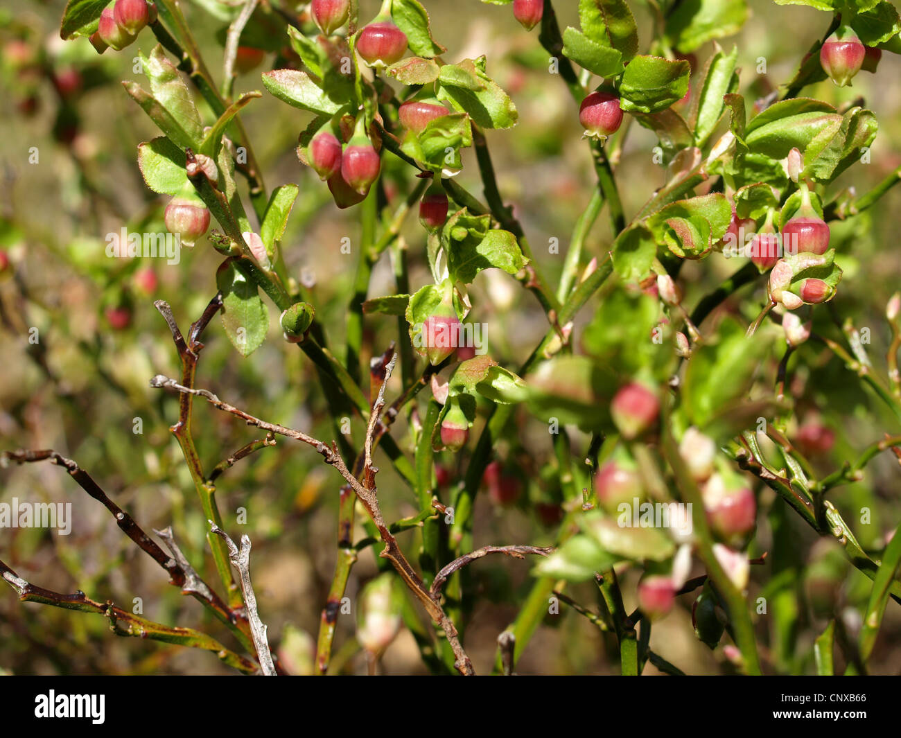 blueberry bush in spring / Vaccinium myrtillus / Heidelbeerstrauch im