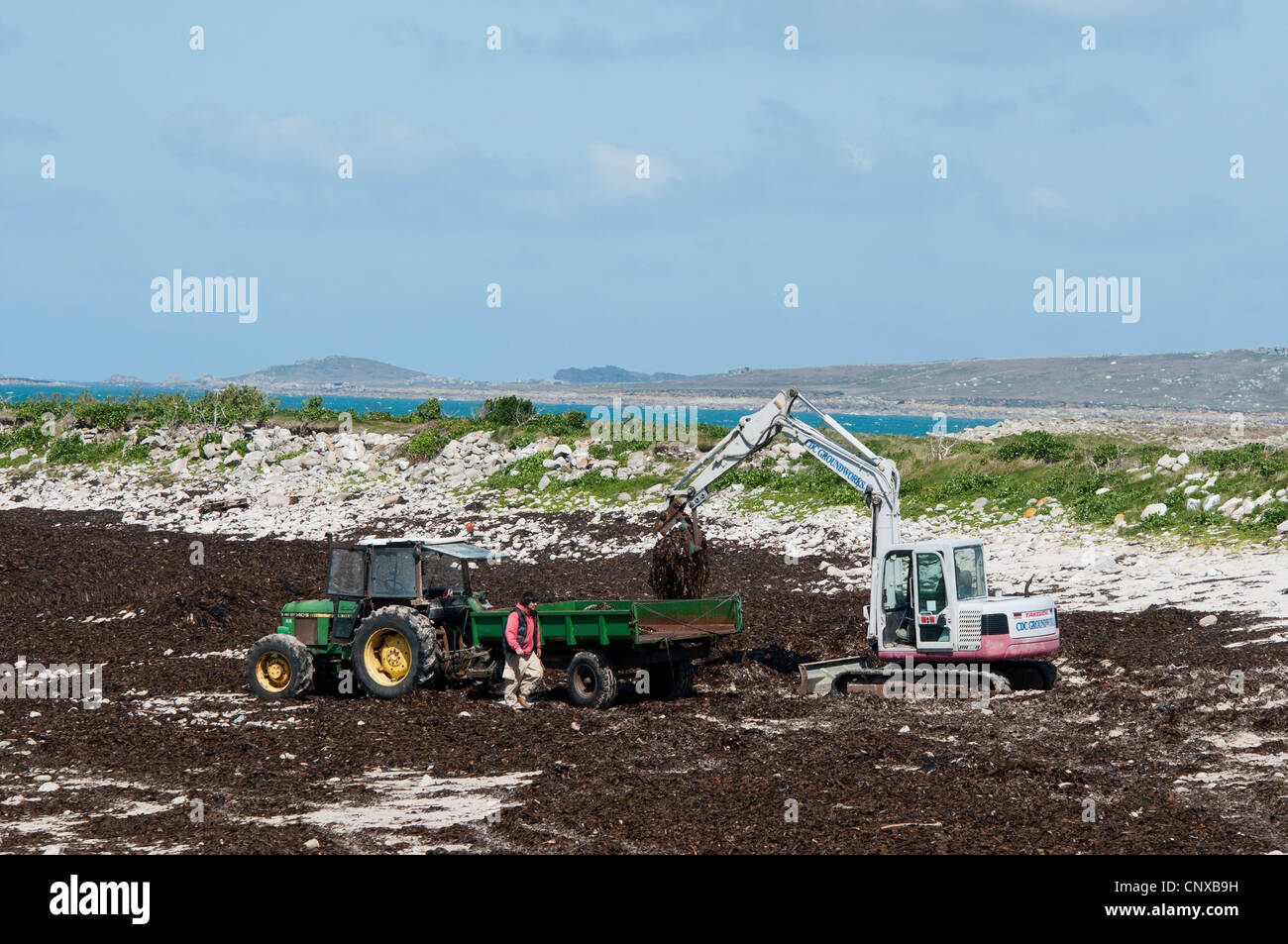 Farmers taking seaweed off beach after stormy weather, to use as fertiliser/fertilizer on the fields. St Agnes on the Scillies Stock Photo