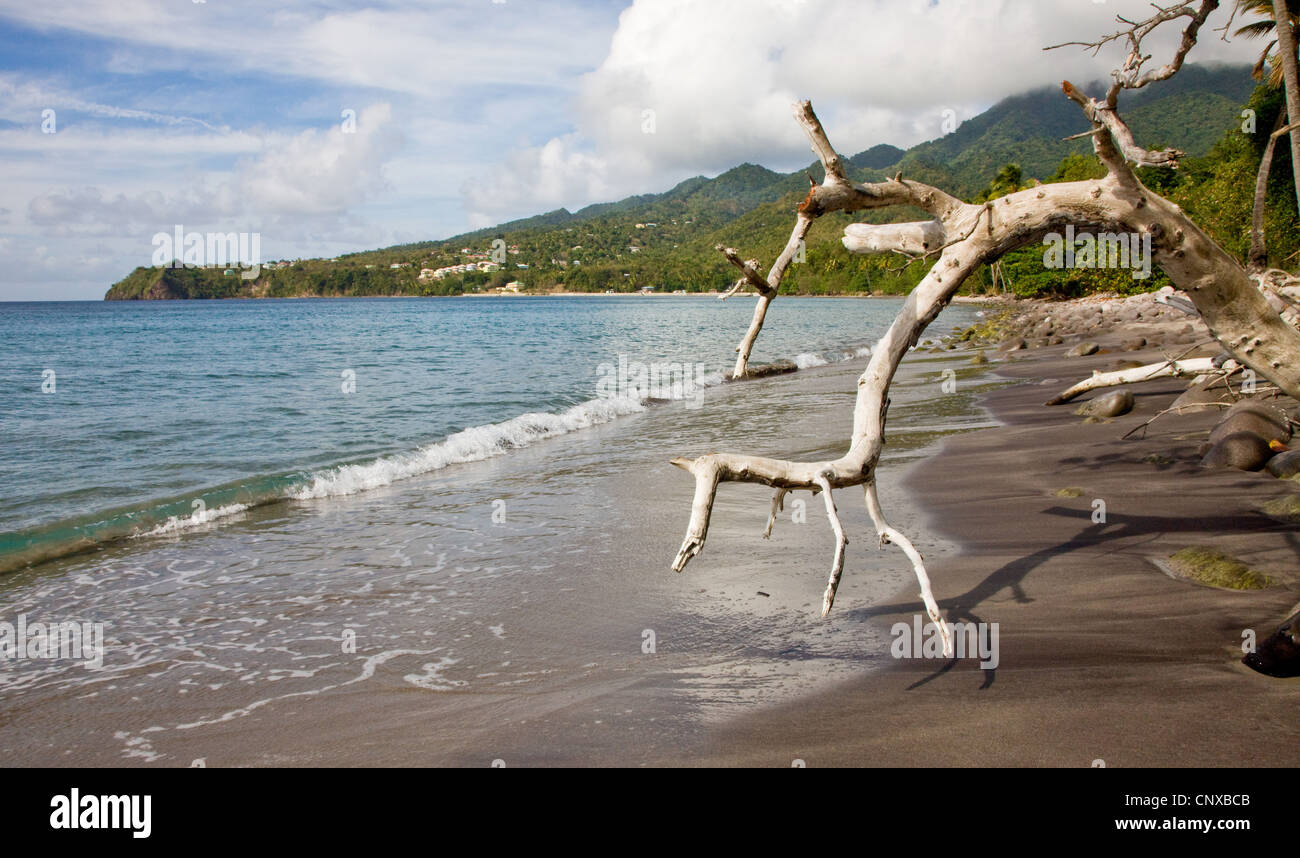 Beach and fallen tree at Douglas Bay looking towards Morne aux Diables on the island of Dominica West Indies Stock Photo