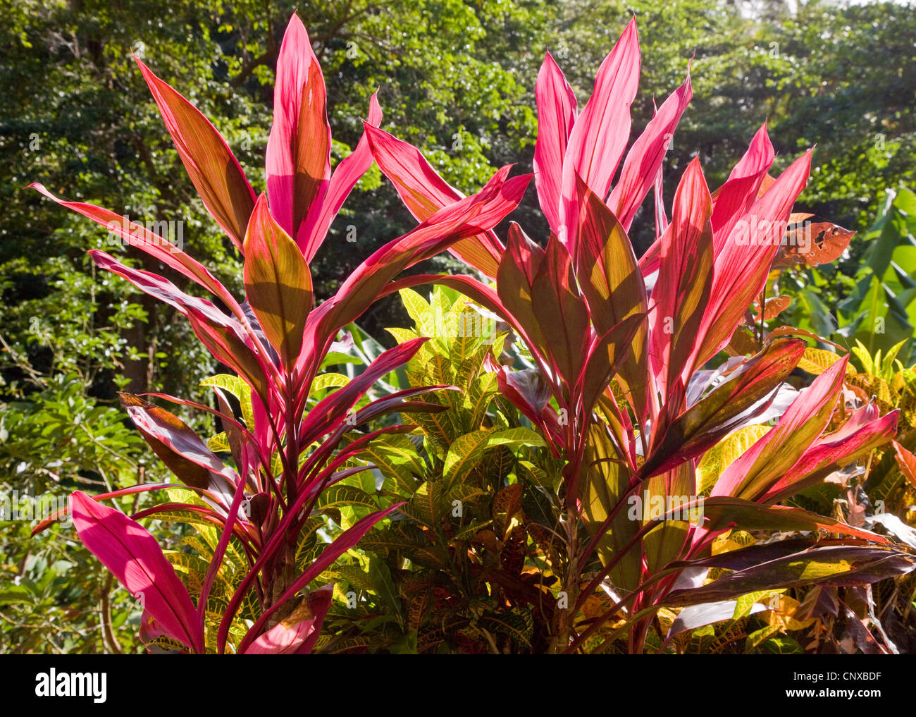 Colourful red and yellow Crotons growing wild by the roadside in Dominica in the West Indies Stock Photo
