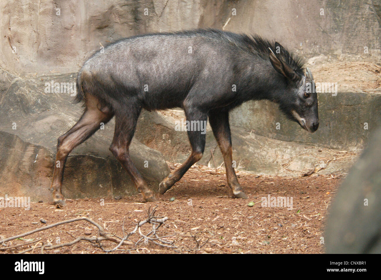 Mainland serow (Capricornis milneedwardsii) at Dusit Zoo in Bangkok,  Thailand Stock Photo - Alamy