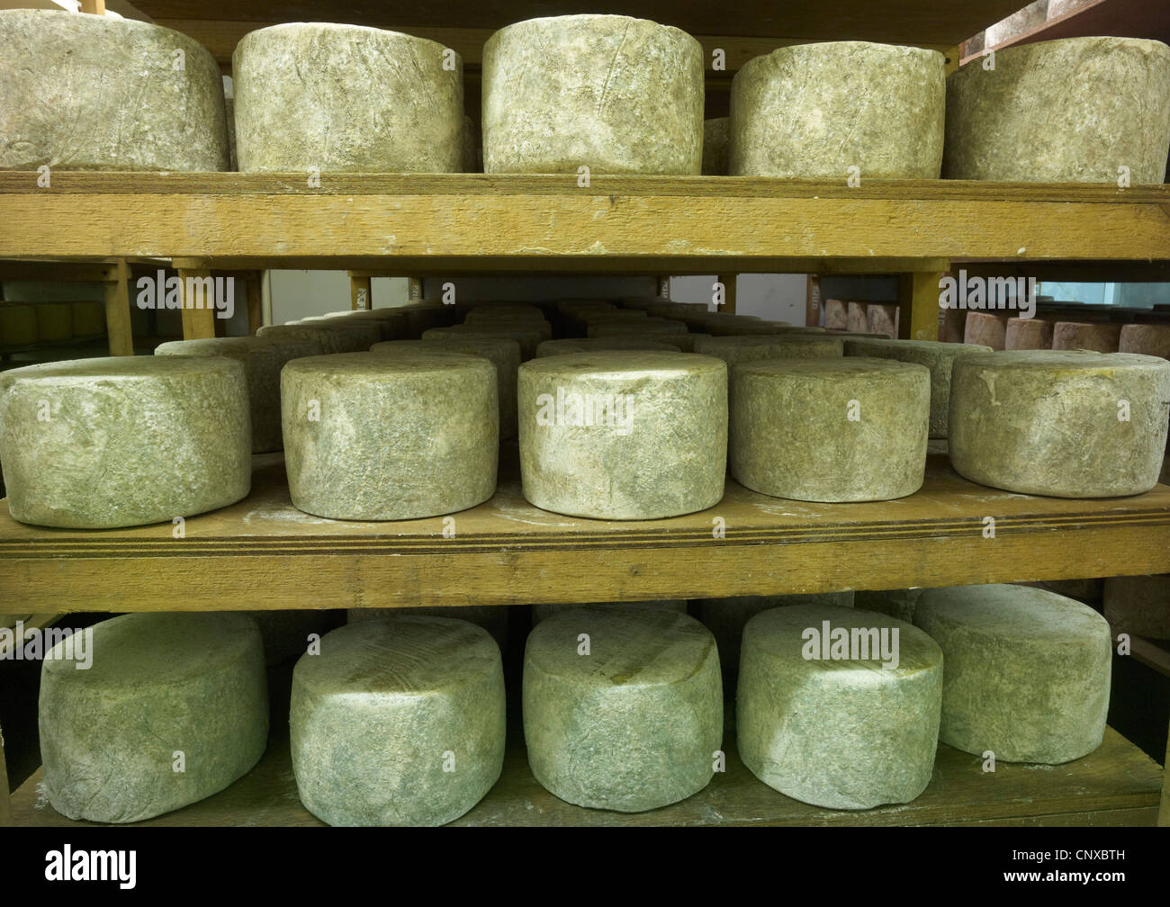Cheeses maturing in storage at Curworthy Farm Devon Stock Photo