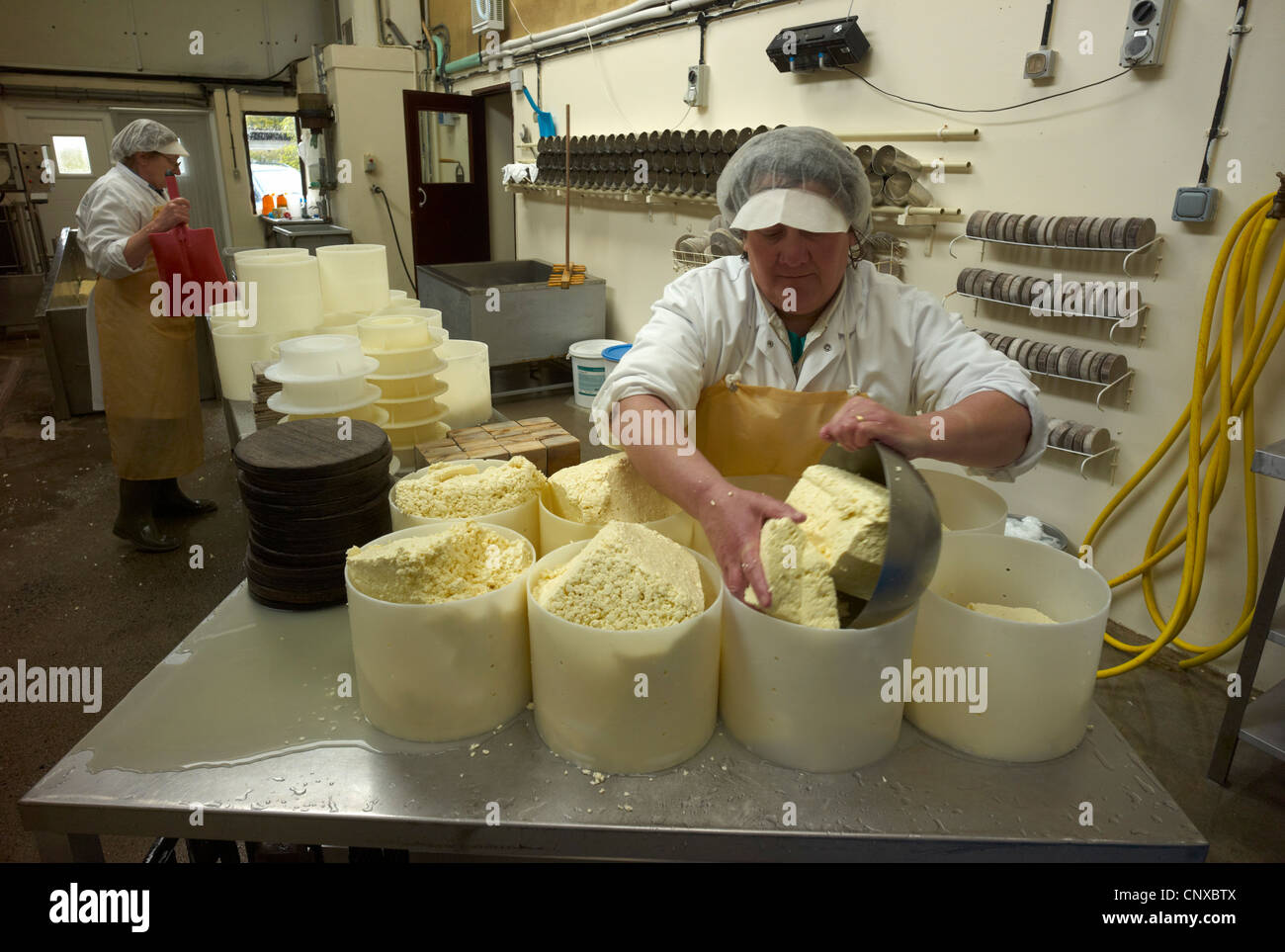Cheese Making at Curworthy Farm Devon. The curd is place into round