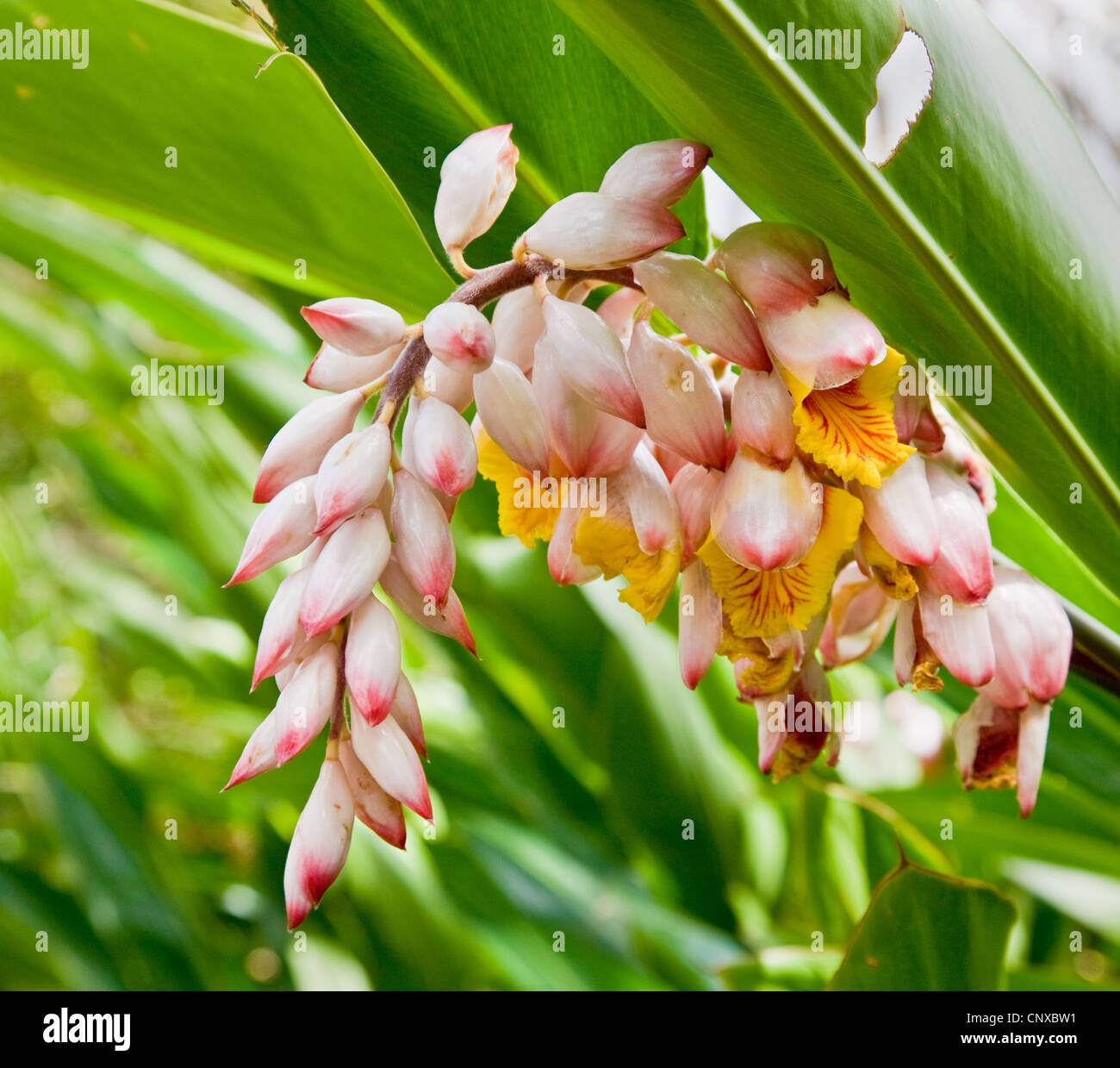 Pink and yellow flower of a large plant in the forest of Dominica in the West Indies Stock Photo