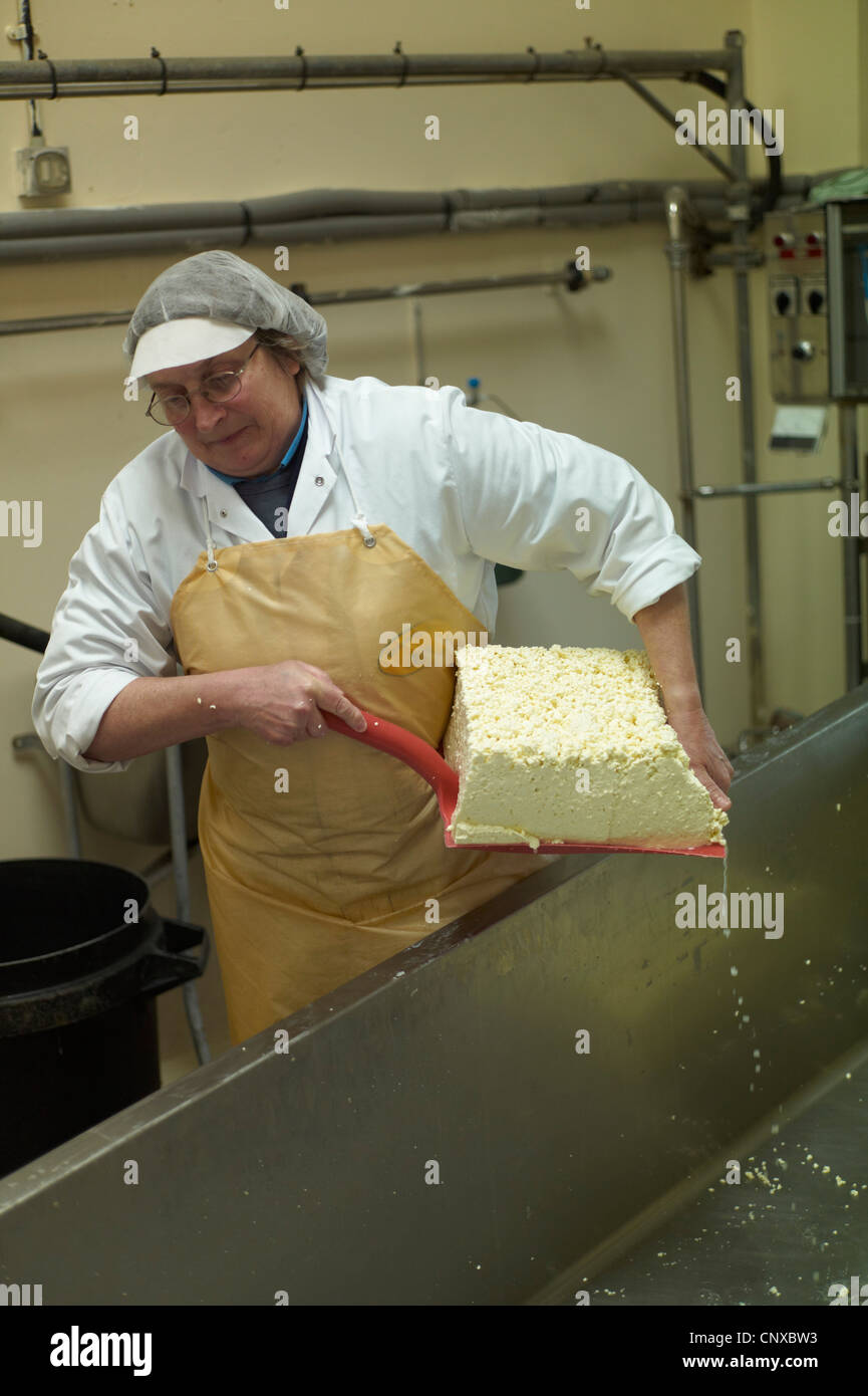 The cut blocks of Cheese curd are taken to be packed into round moulds at Curworthy Farm Cheese