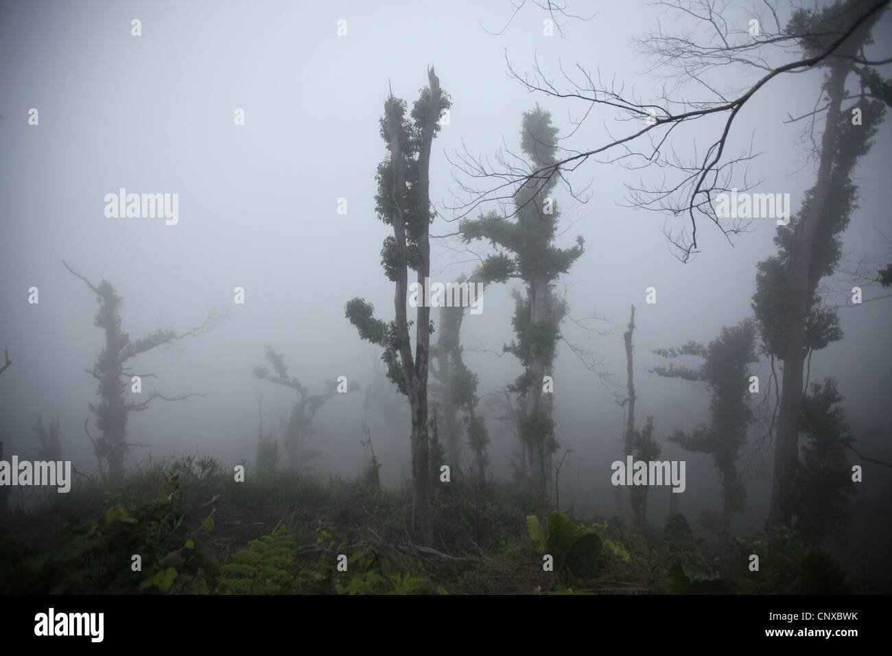 Tropical forest on the slopes of Mount Merapi (2,930 m) in Central Java, Indonesia. Stock Photo