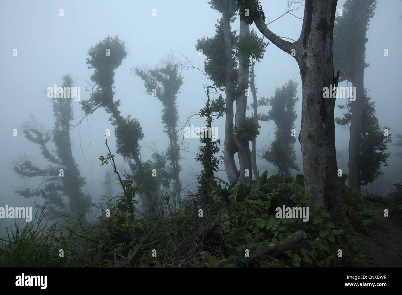 Tropical forest on the slopes of Mount Merapi (2,930 m) in Central Java, Indonesia. Stock Photo