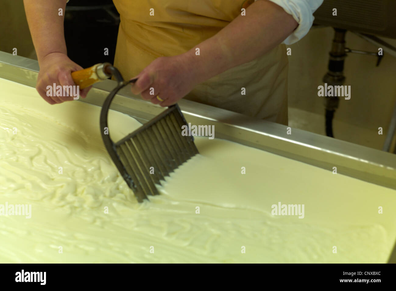 Cheese Making at Curworthy Farm Devon cutting the curds prior to