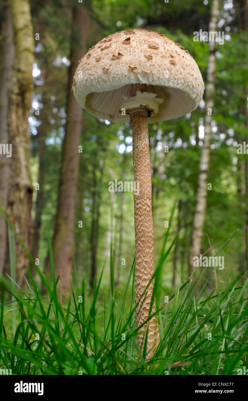 parasol (Macrolepiota procera, Lepiotia procera), in grass, Germany Stock Photo