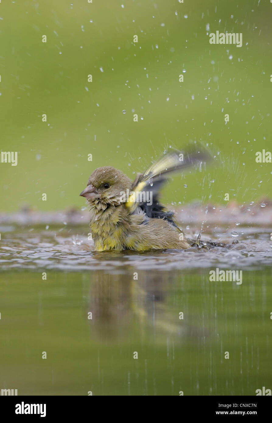 western greenfinch (Carduelis chloris), female bathing in garden pool, United Kingdom, Scotland, Cairngorms National Park Stock Photo
