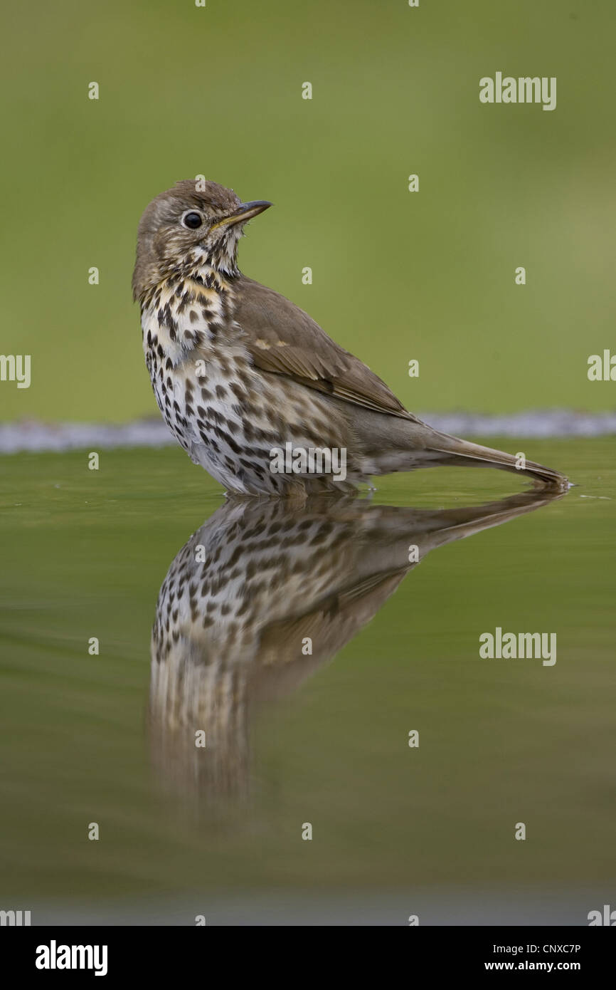 song thrush (Turdus philomelos), reflected in water, United Kingdom, Scotland, Cairngorms National Park Stock Photo
