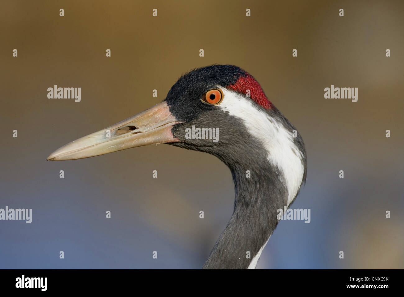 common crane (Grus grus), portrait, Sweden, Hornborga Stock Photo