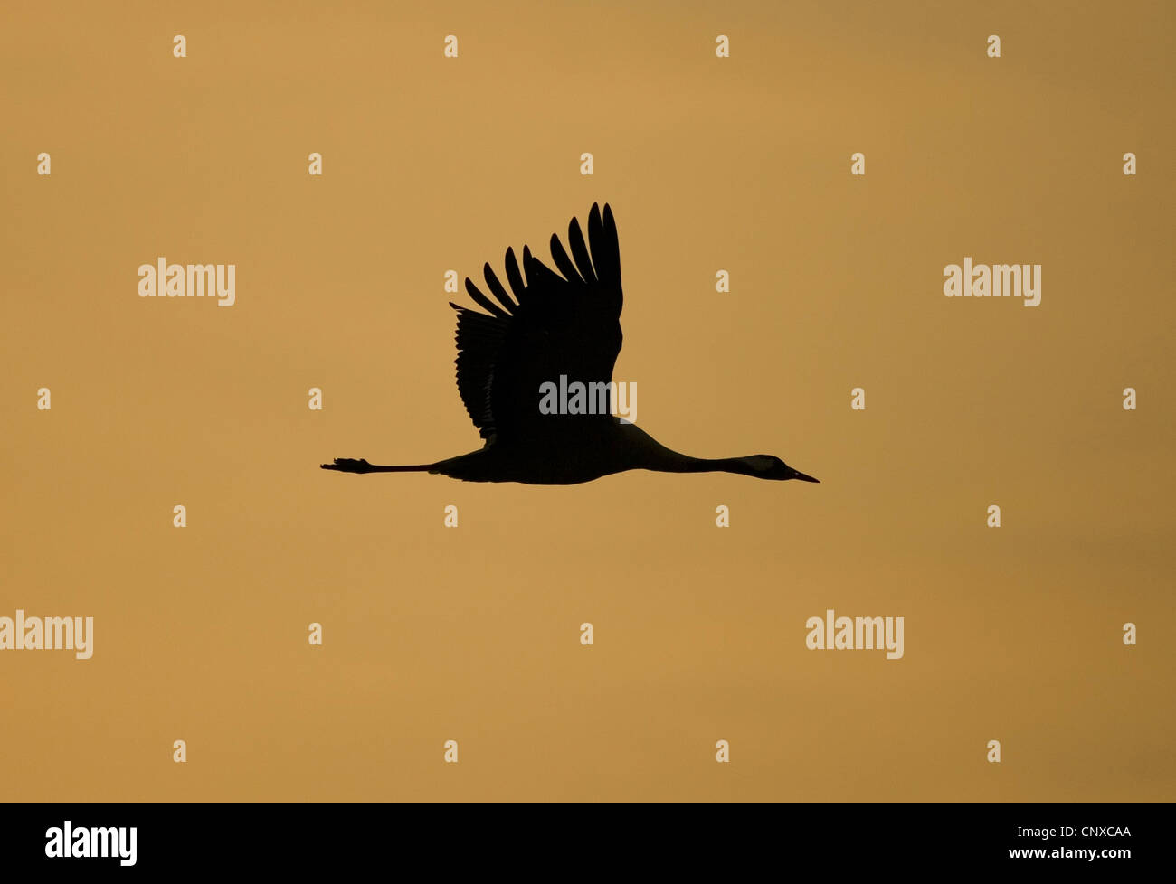common crane (Grus grus), silhouetted on the fly at sunset, Sweden, Hornborga Stock Photo