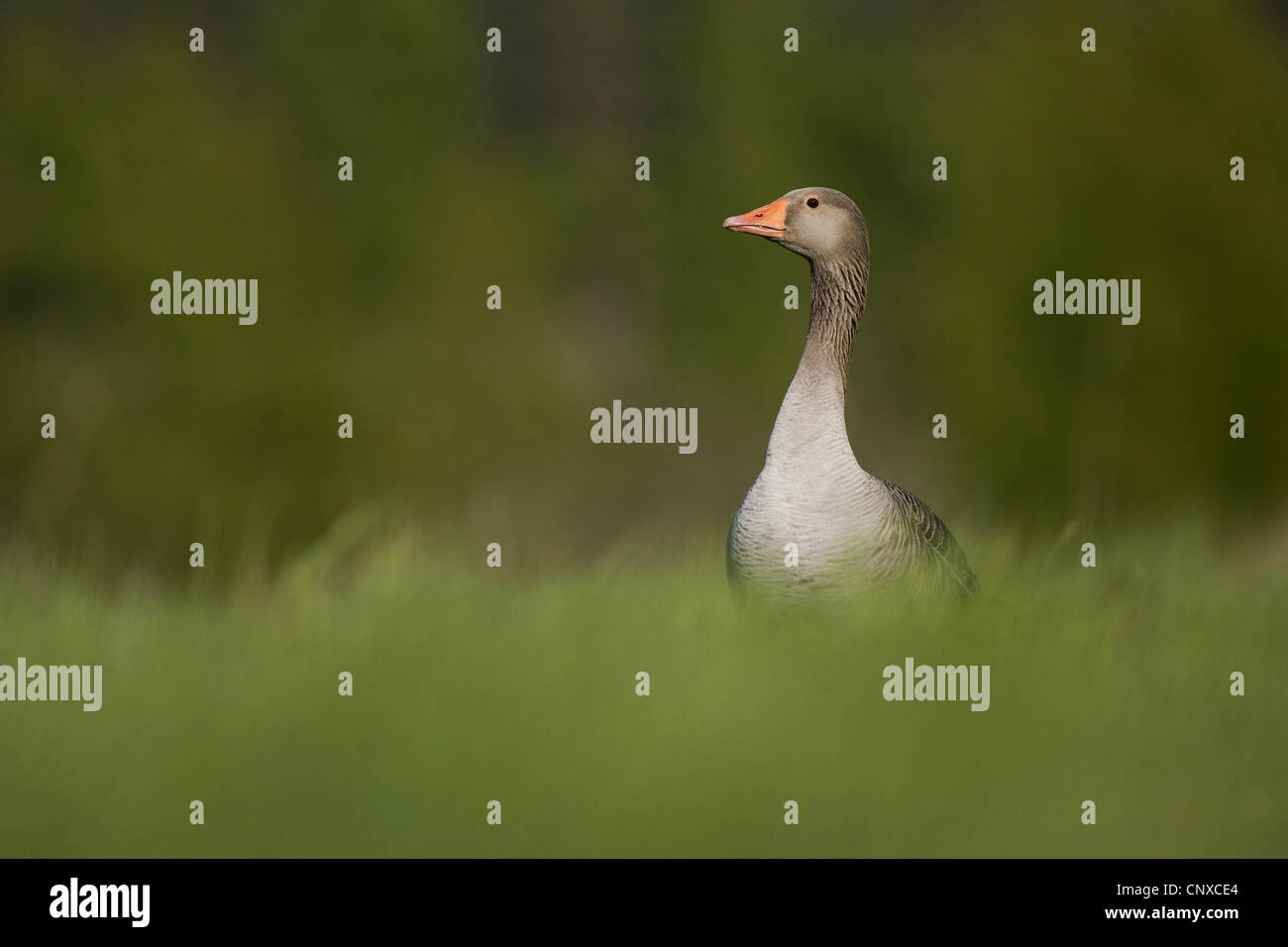 greylag goose (Anser anser), in field, United Kingdom, Scotland, Cairngorms National Park Stock Photo