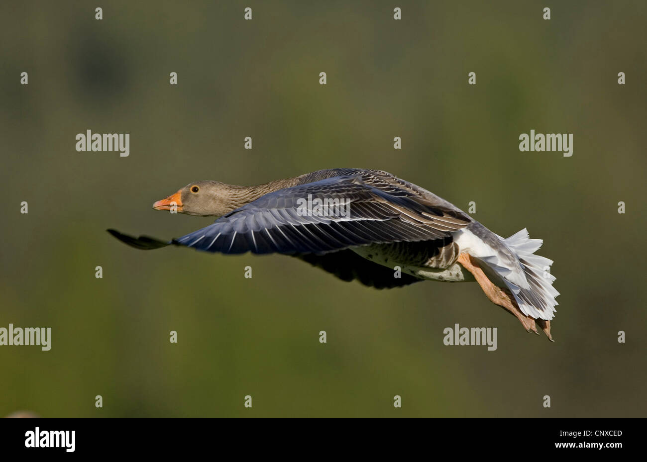 greylag goose (Anser anser), in flight, United Kingdom, Scotland, Cairngorms National Park Stock Photo