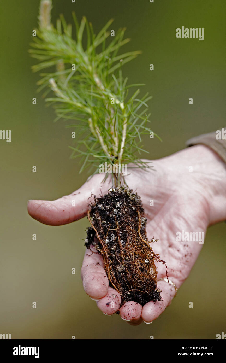 Scotch pine, scots pine (Pinus sylvestris), tree planter shows off