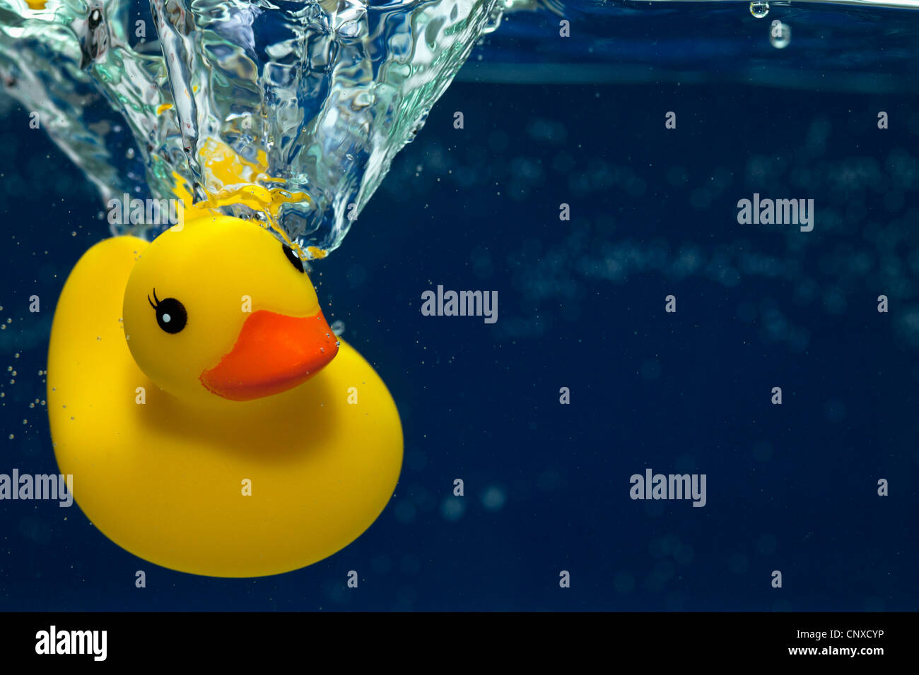 Duck swimming underwater view hires stock photography and images Alamy