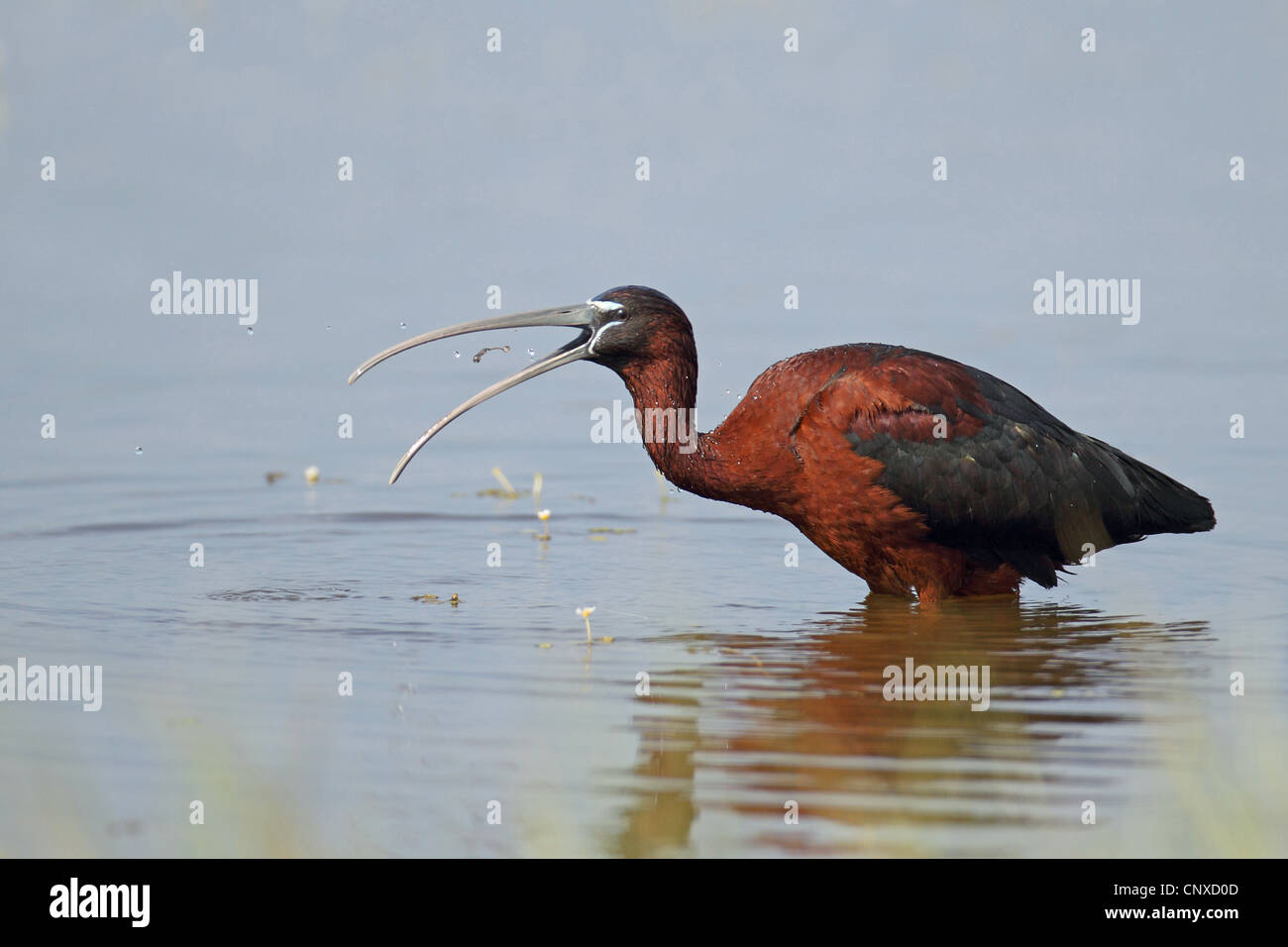 glossy ibis (Plegadis falcinellus), throwing prey, Greece, Lesbos Stock Photo