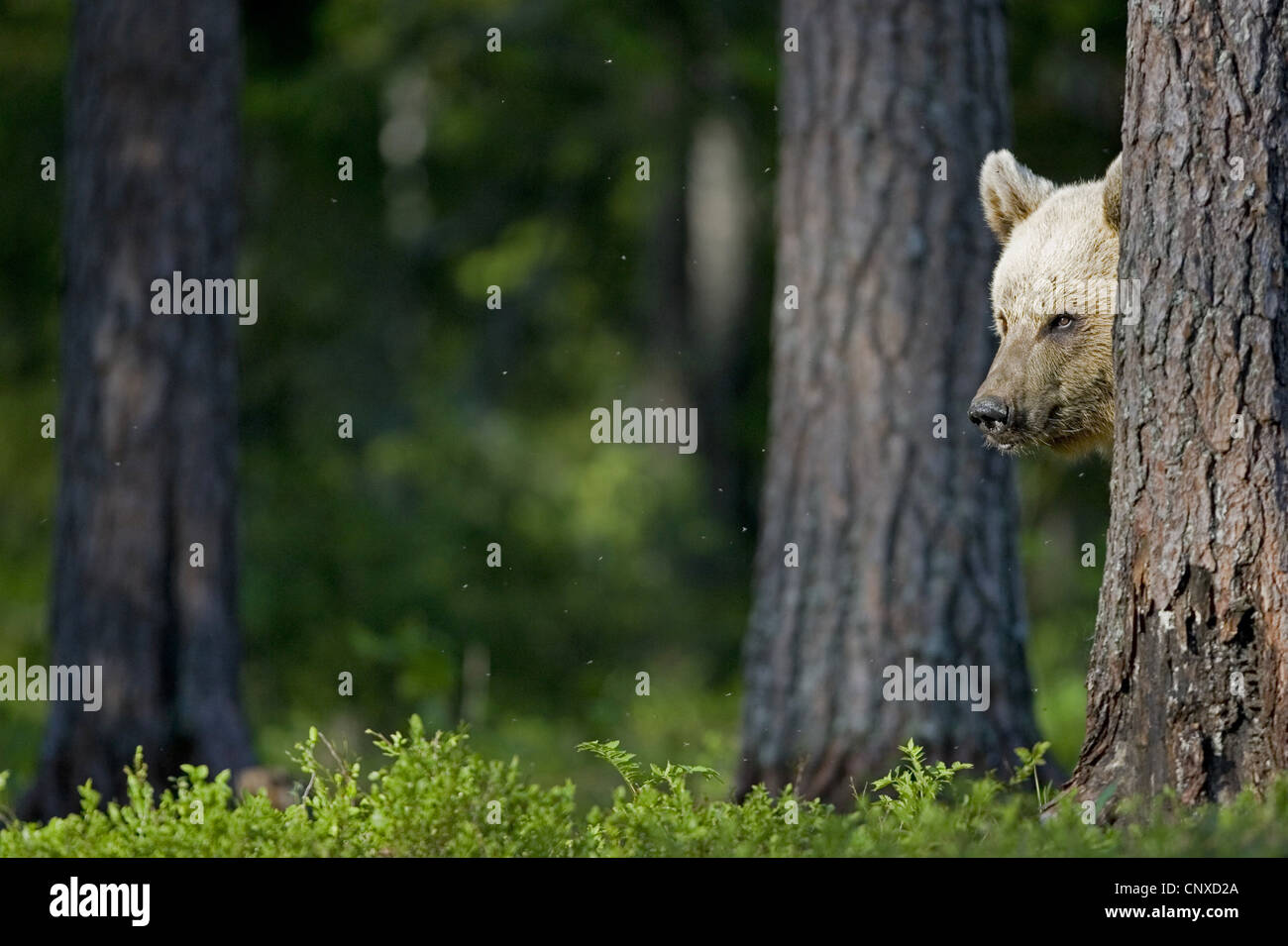 European brown bear (Ursus arctos arctos), peering from behind tree trunk, Finland Stock Photo