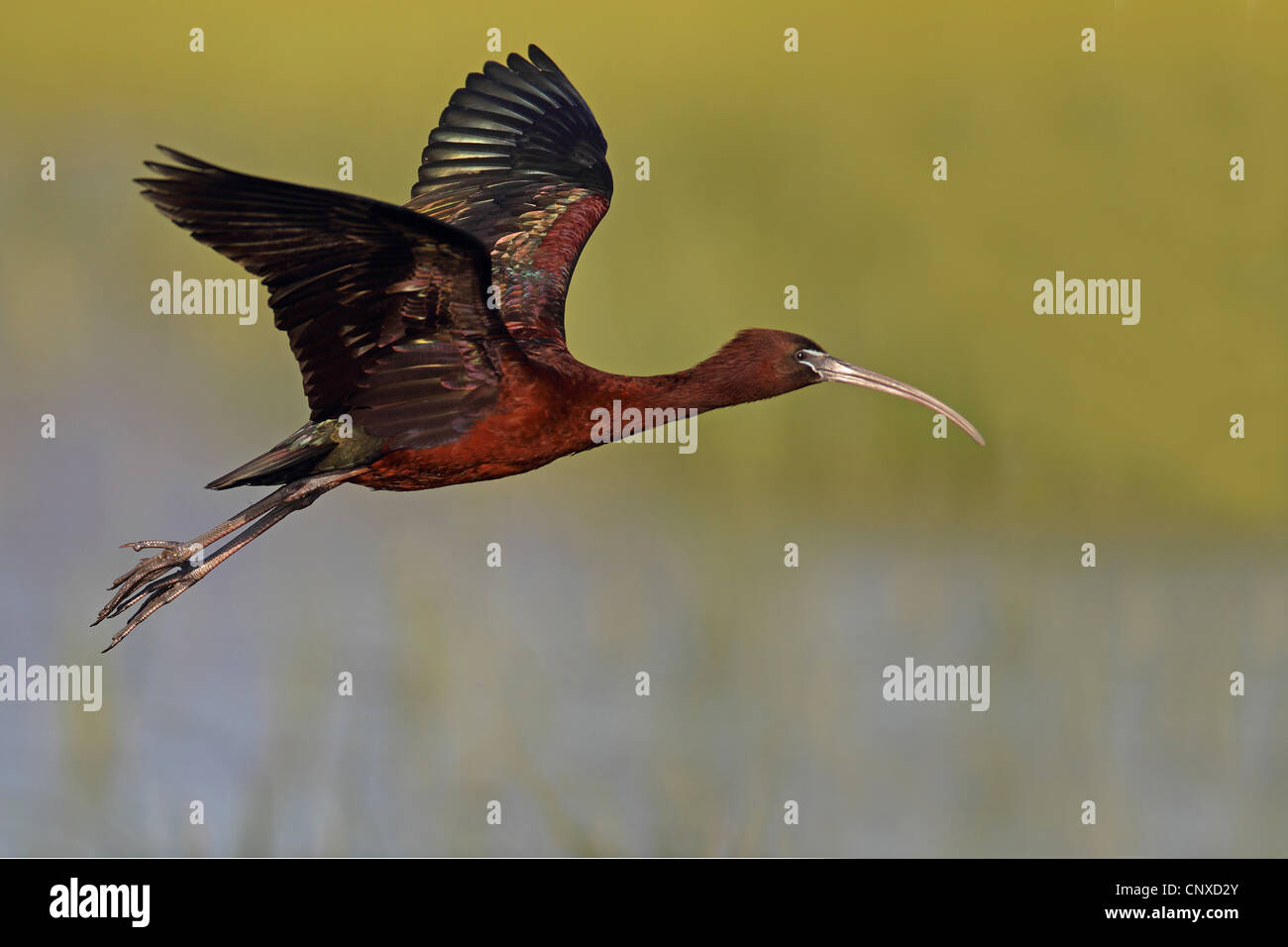 glossy ibis (Plegadis falcinellus), flying, Greece, Lesbos Stock Photo