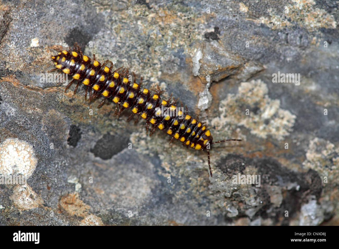 Yellow-and-Black Flat-backed  (Melaphe spec.), crawling over a rock, Greece, Lesbos Stock Photo