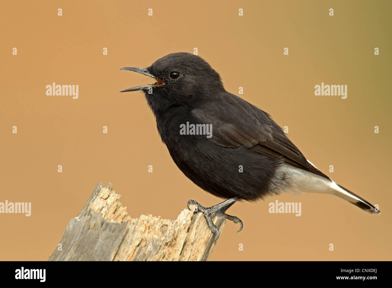 black wheatear (Oenanthe leucura), singing male on an a wooden post, Spain Stock Photo