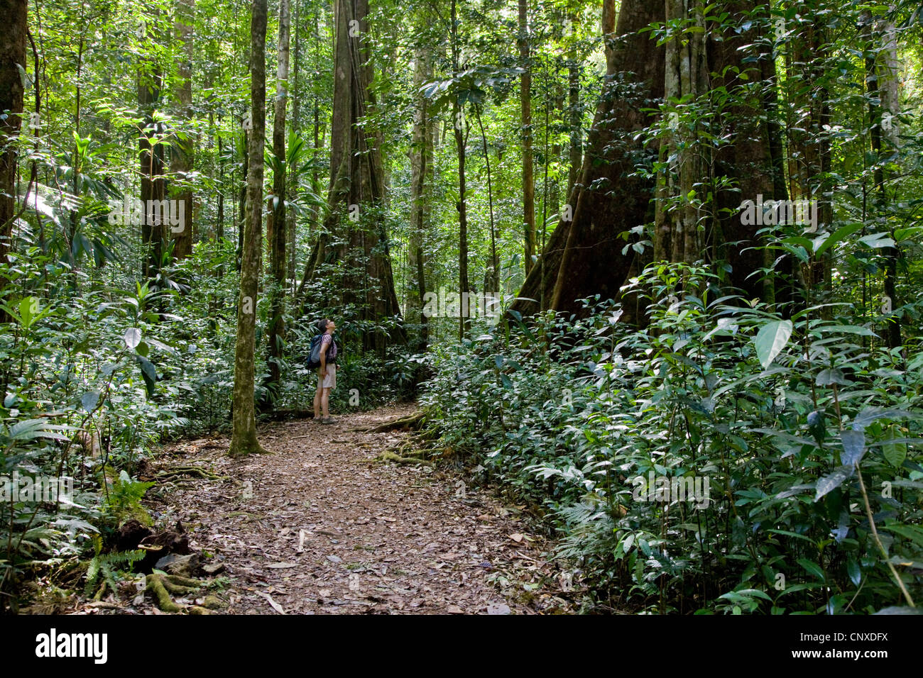 A female walker looks up at the huge trees along the Syndicate Nature trail  in primary rain forest of Dominica West Indies Stock Photo