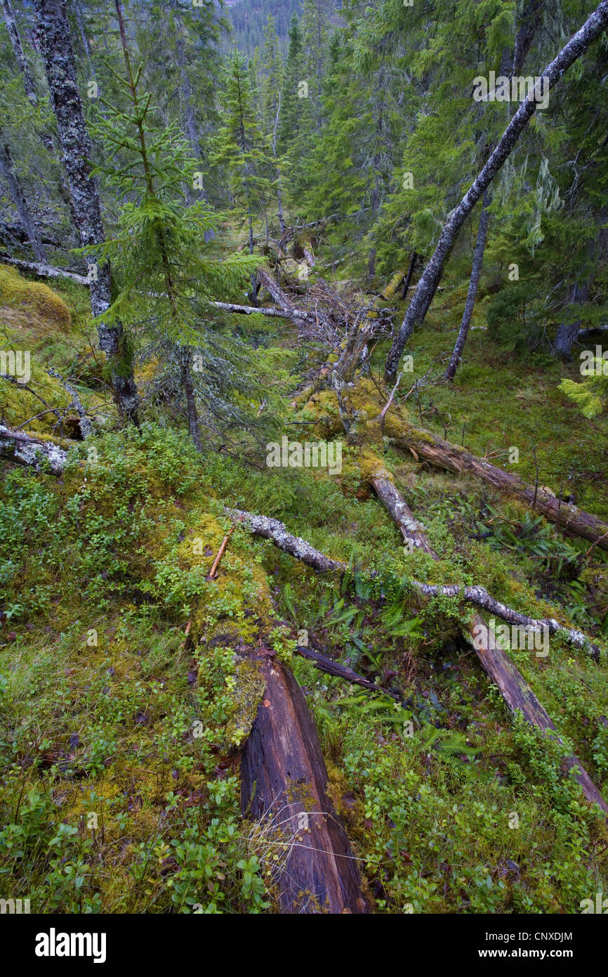Ancient boreal/temperate forest, Norway, Nord-Trondelag Stock Photo