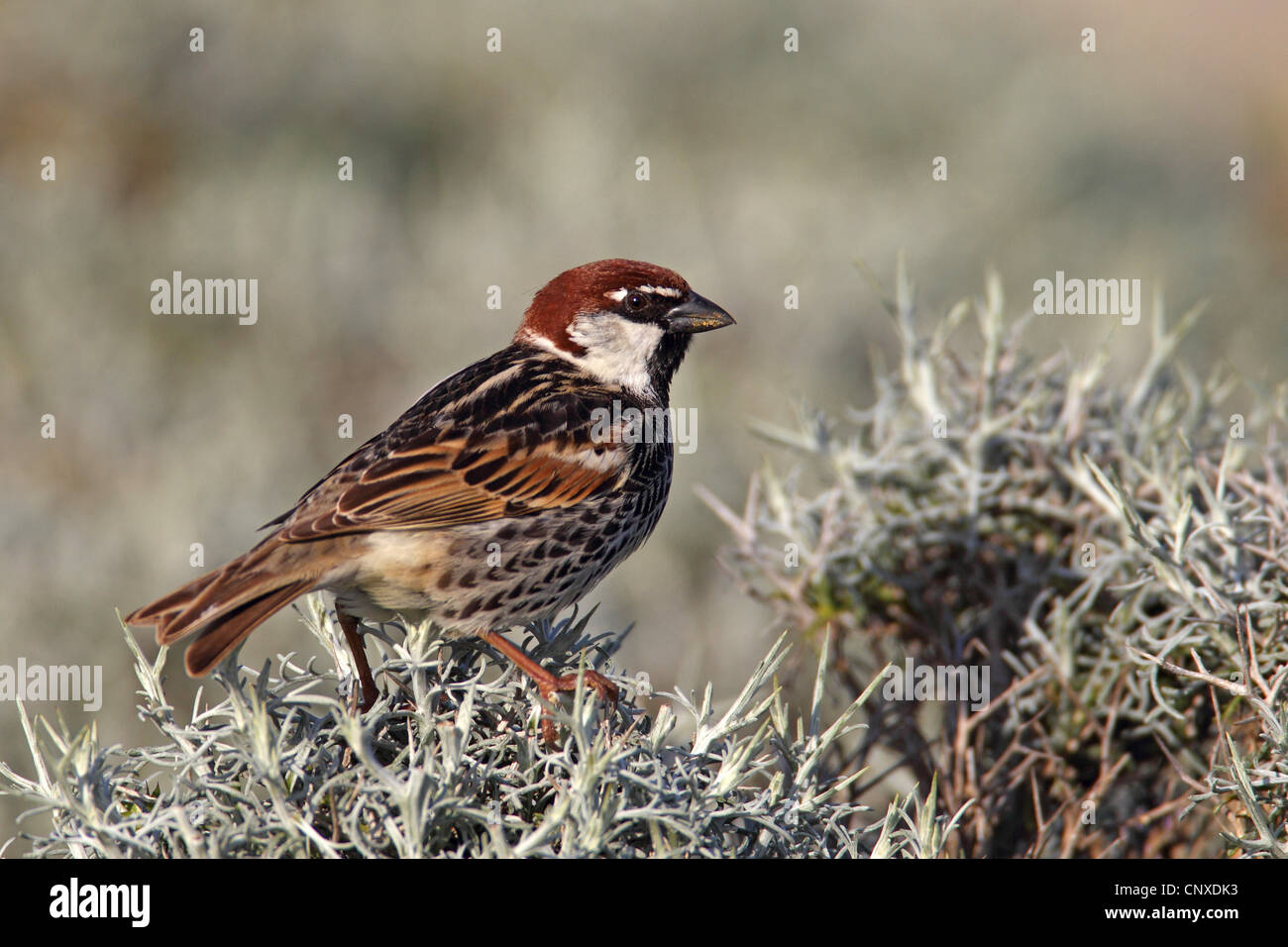 Spanish sparrow (Passer hispaniolensis), male sitting on a spiny bush, Greece, Lesbos Stock Photo