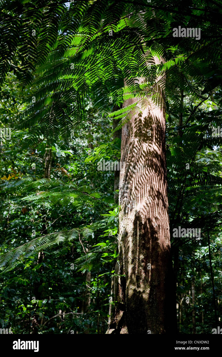 Shadow Form Tree Shadow patterns of leaves on the trunk of a primary rain forest tree on ...