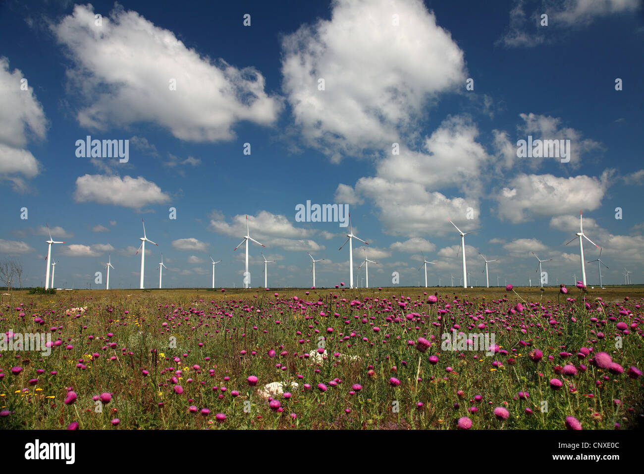 wind power stations in blooming field landscape, Bulgaria, Kap Kaliakra Stock Photo