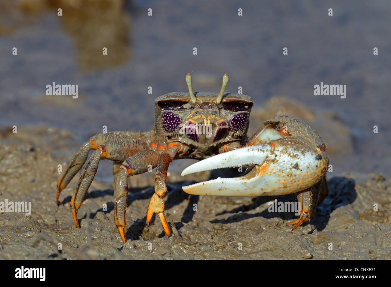 Moroccan fiddler crab, European Fiddler Crab (Uca tangeri), male, Spain