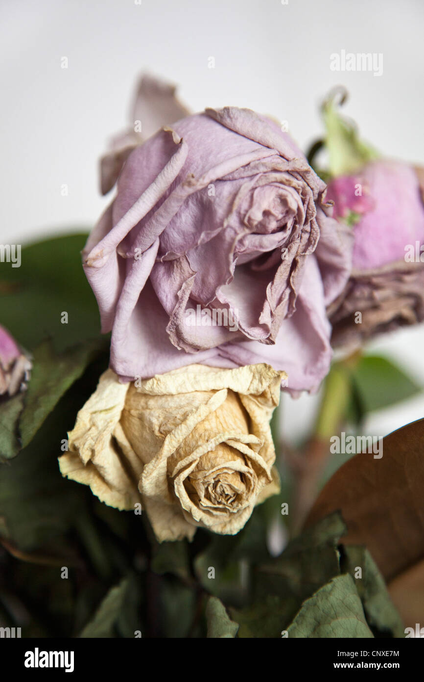 Dead roses, closeup Stock Photo Alamy