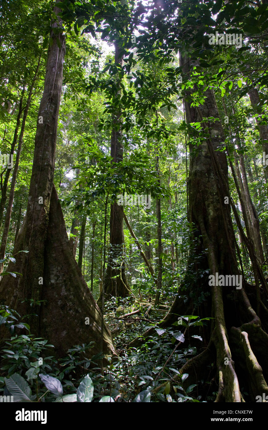 Buttressed roots of primary rain forest trees on the Syndicate Trail in Dominica West Indies Stock Photo