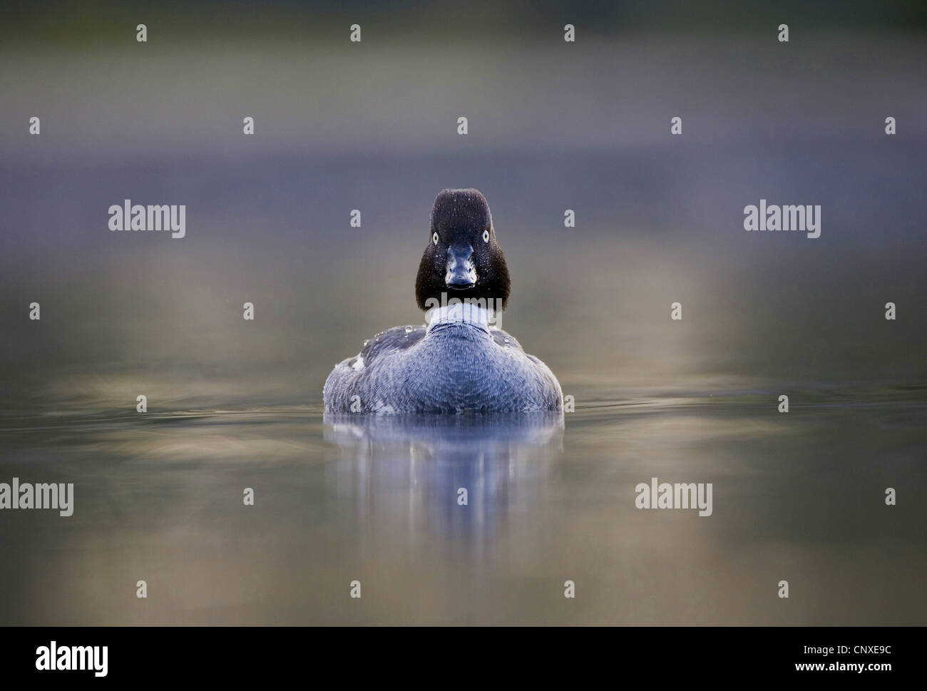 common goldeneye, goldeneye duckling (Bucephala clangula), female, United Kingdom, England Stock Photo