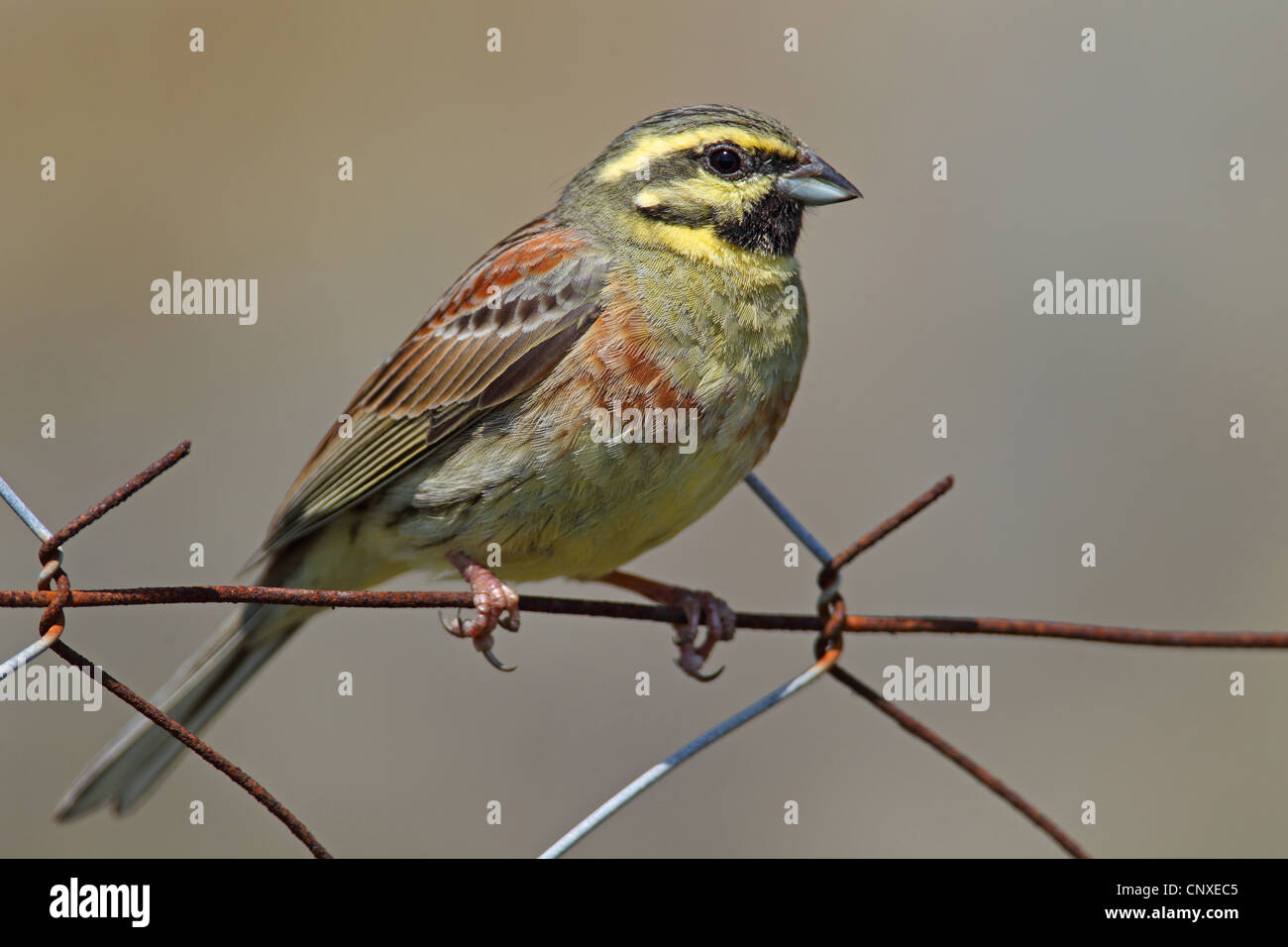 cirl bunting (Emberiza cirlus), male sitting on a fence, Greece, Lesbos Stock Photo