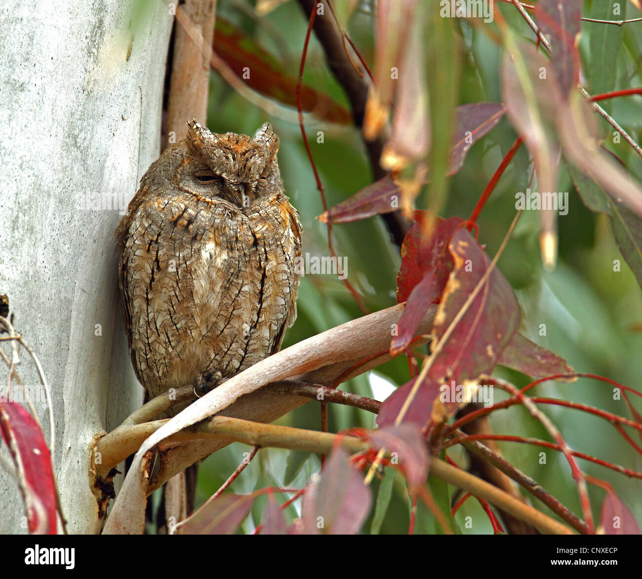 Eurasian scops owl (Otus scops), sleeping in a Eucalyptus tree, Greece, Lesbos Stock Photo