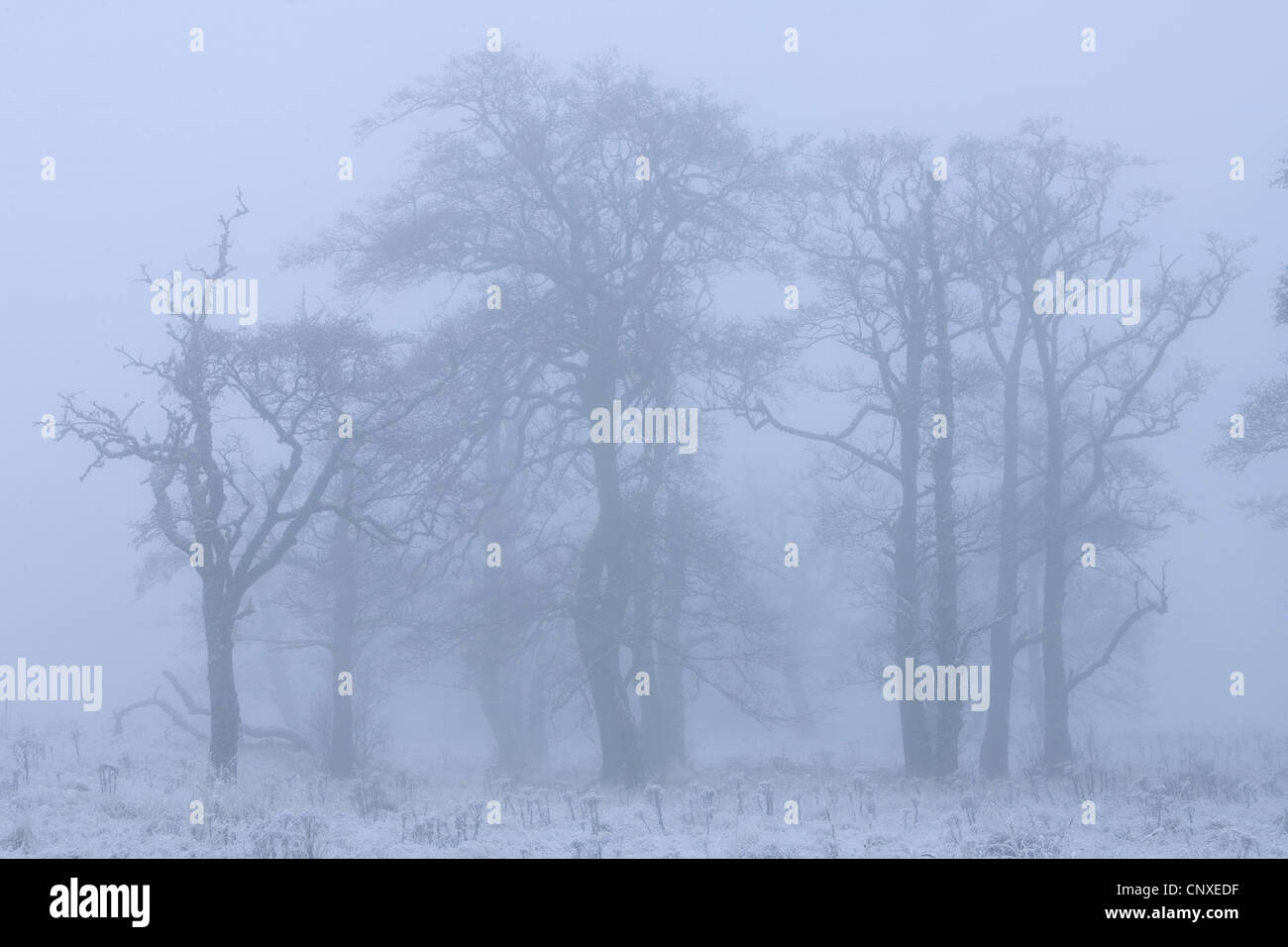 common alder, black alder, European alder (Alnus glutinosa), grove in winter mist, United Kingdom, Scotland, Cairngorms National Park Stock Photo