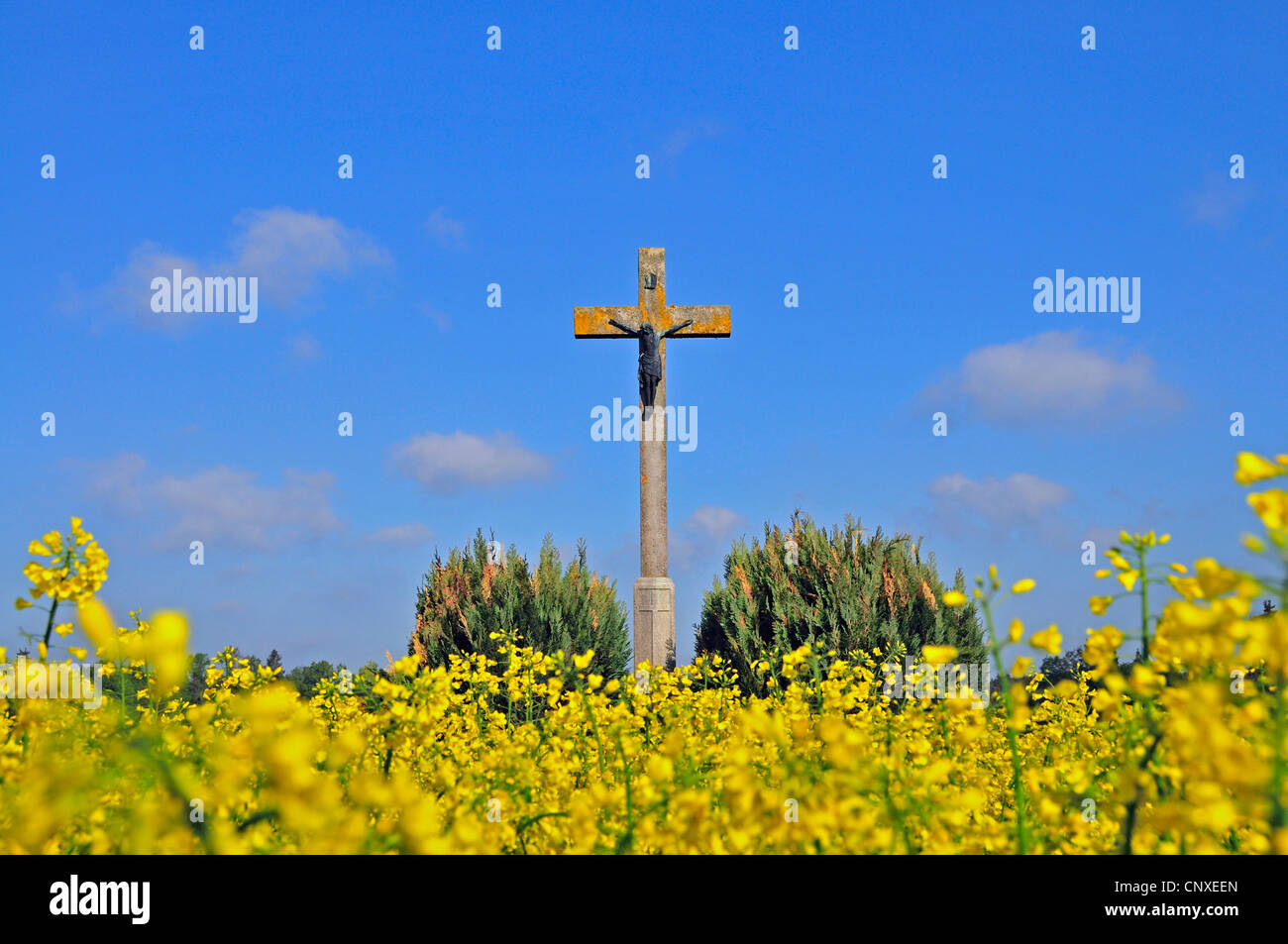 crucifix in a blooming rapefield, Germany, BadenWuerttemberg, Swabian