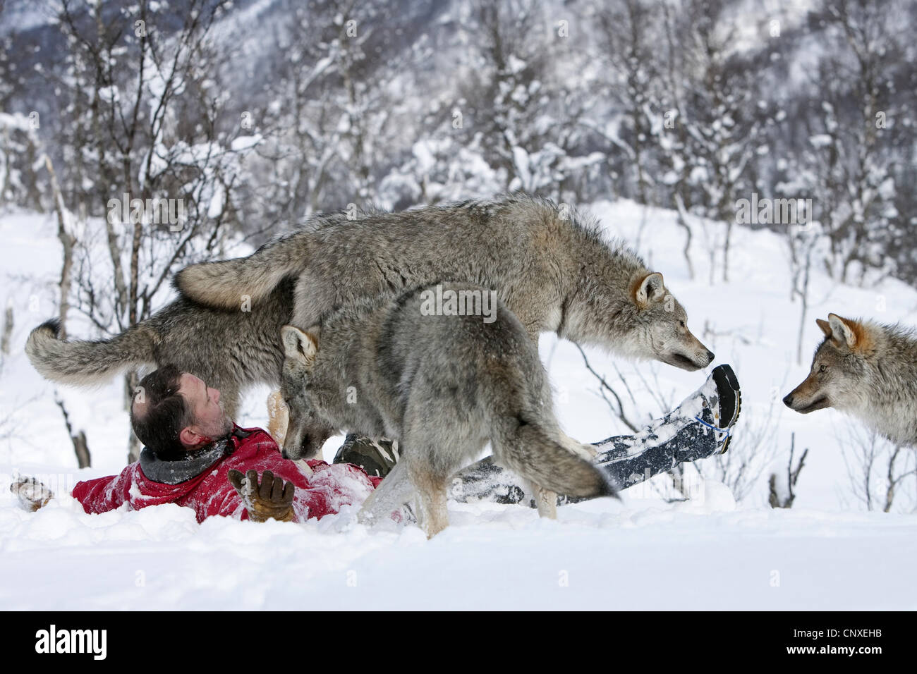 European gray wolf (Canis lupus lupus), keeper at the Polar Zoo, rollicking about in the snow with socialised animals, Norway, Landkreis Bardu , Salangstal Stock Photo