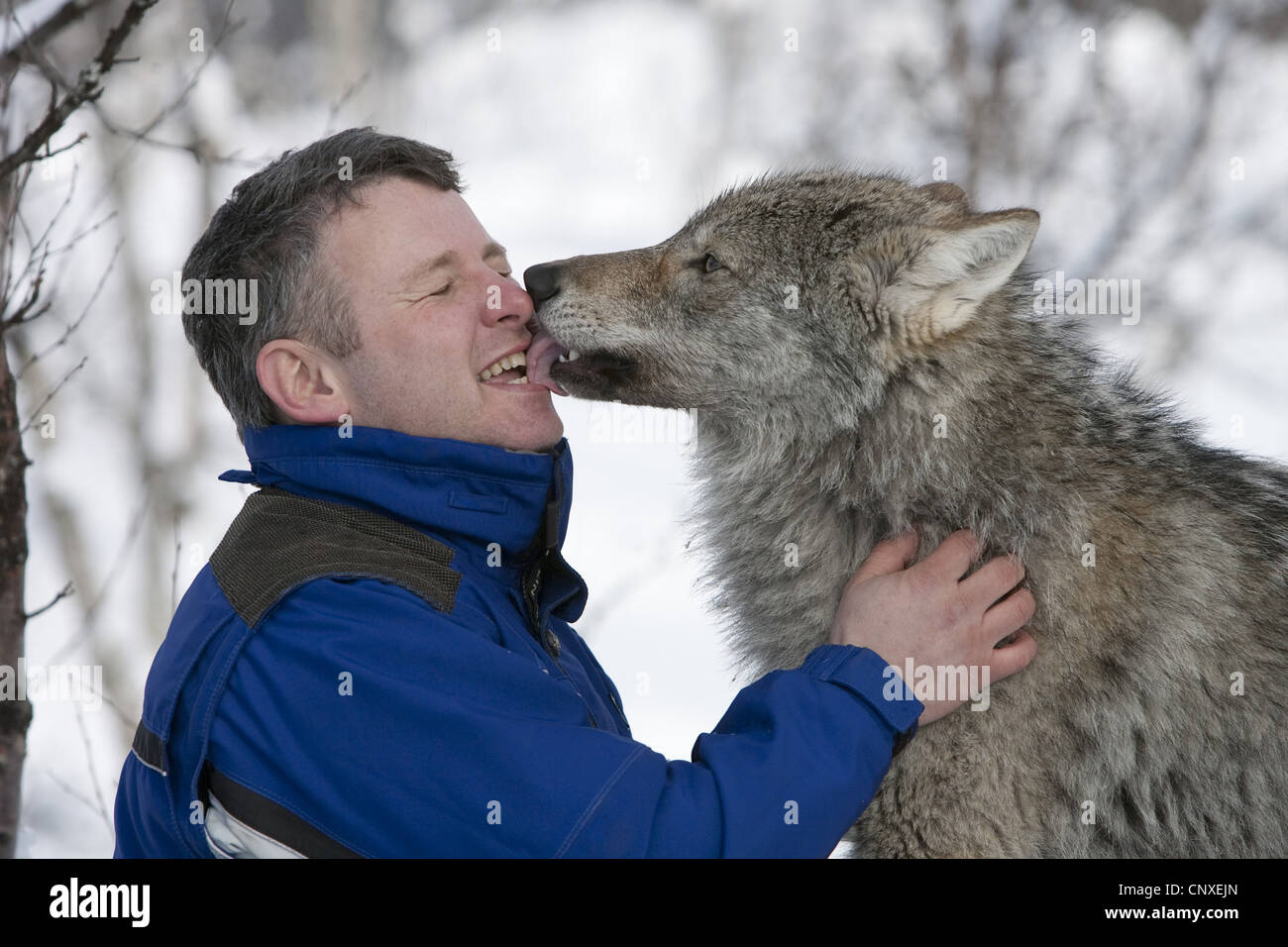 European gray wolf (Canis lupus lupus), visitor of the Polar Zoo having the face licked by a tame animal, Norway, Landkreis Bardu , Salangstal Stock Photo