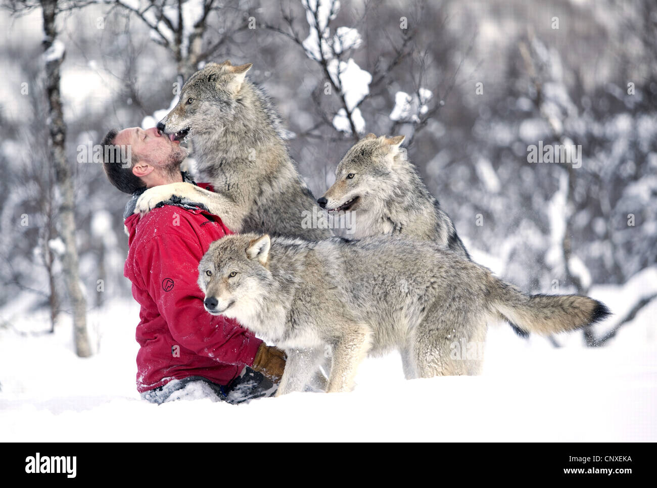 European gray wolf (Canis lupus lupus), keeper at the Polar Zoo, rollicking about in the snow with socialised animals, Norway, Landkreis Bardu , Salangstal Stock Photo