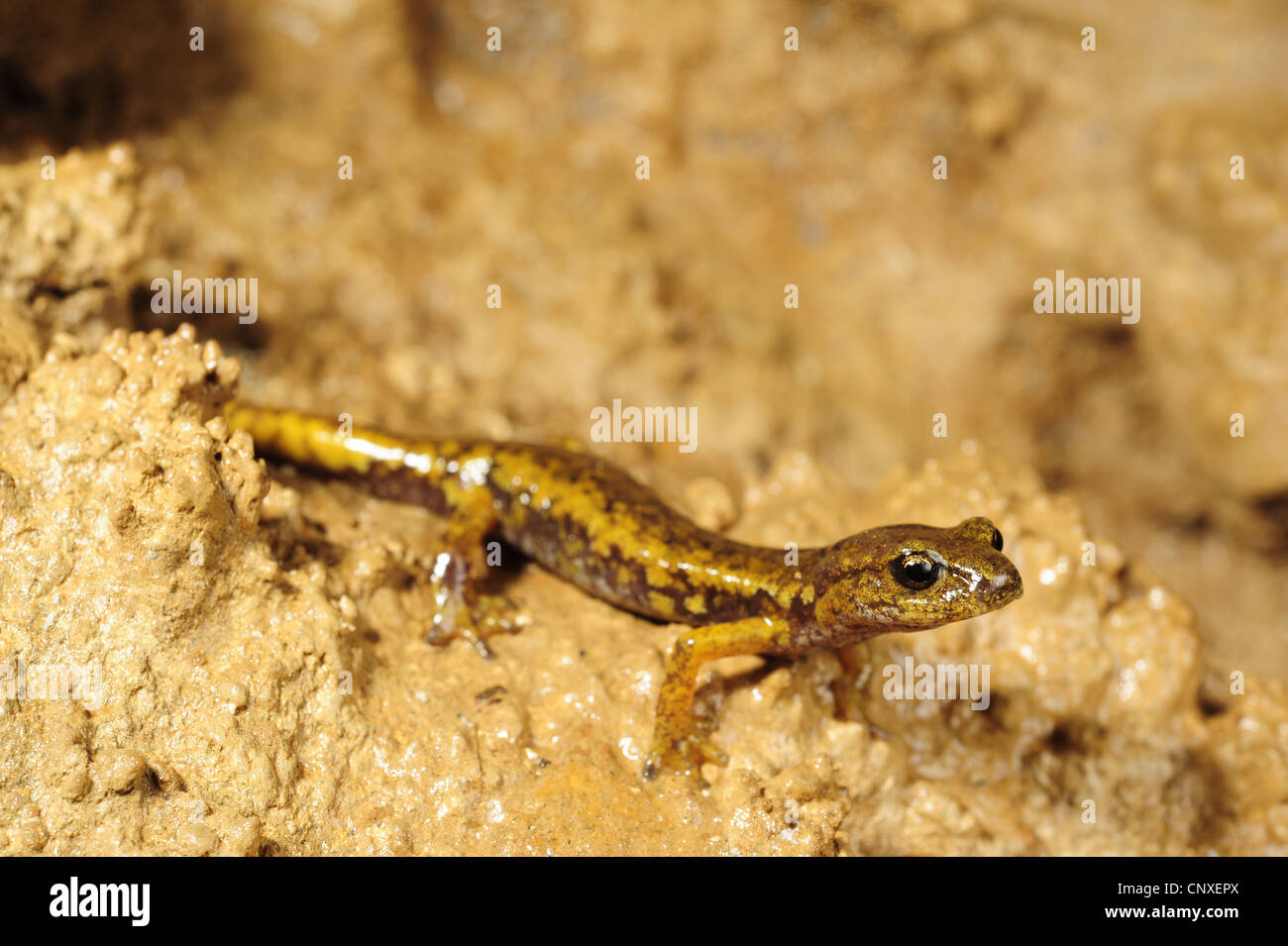 Italian Cave Salamander (Speleomantes italicus, Hydromantes italicus), juvenile, Italy, La Spezia, Liguria Stock Photo
