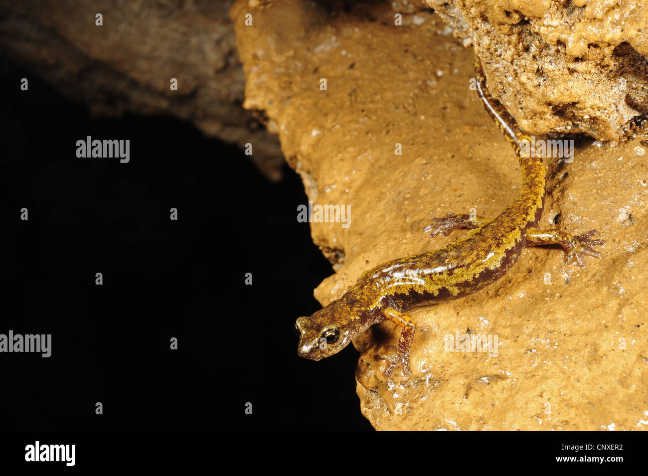 Italian Cave Salamander (Speleomantes italicus, Hydromantes italicus), juvenile sitting at a cave wall, Italy, La Spezia, Liguria Stock Photo
