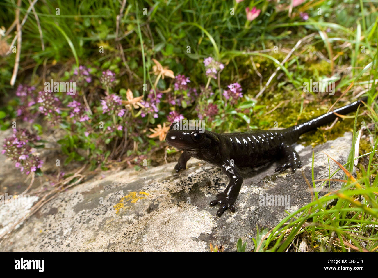 Lanza's Alpine Salamander (Salamandra lanzai ), sitting on a stone