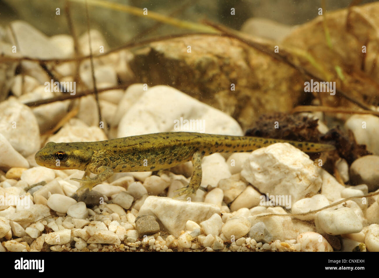 Italian newt (Triturus italicus), female in water, Italy, Calabria Stock Photo