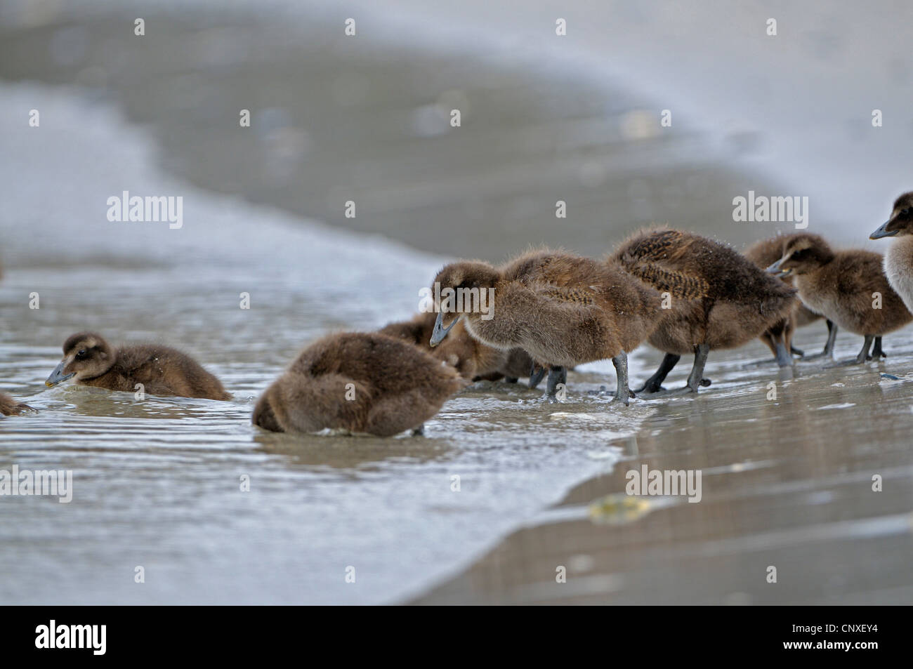 Common eider (Somateria mollissima), several chicks at the sand beach entering the water, Germany, Schleswig-Holstein, Heligoland Stock Photo