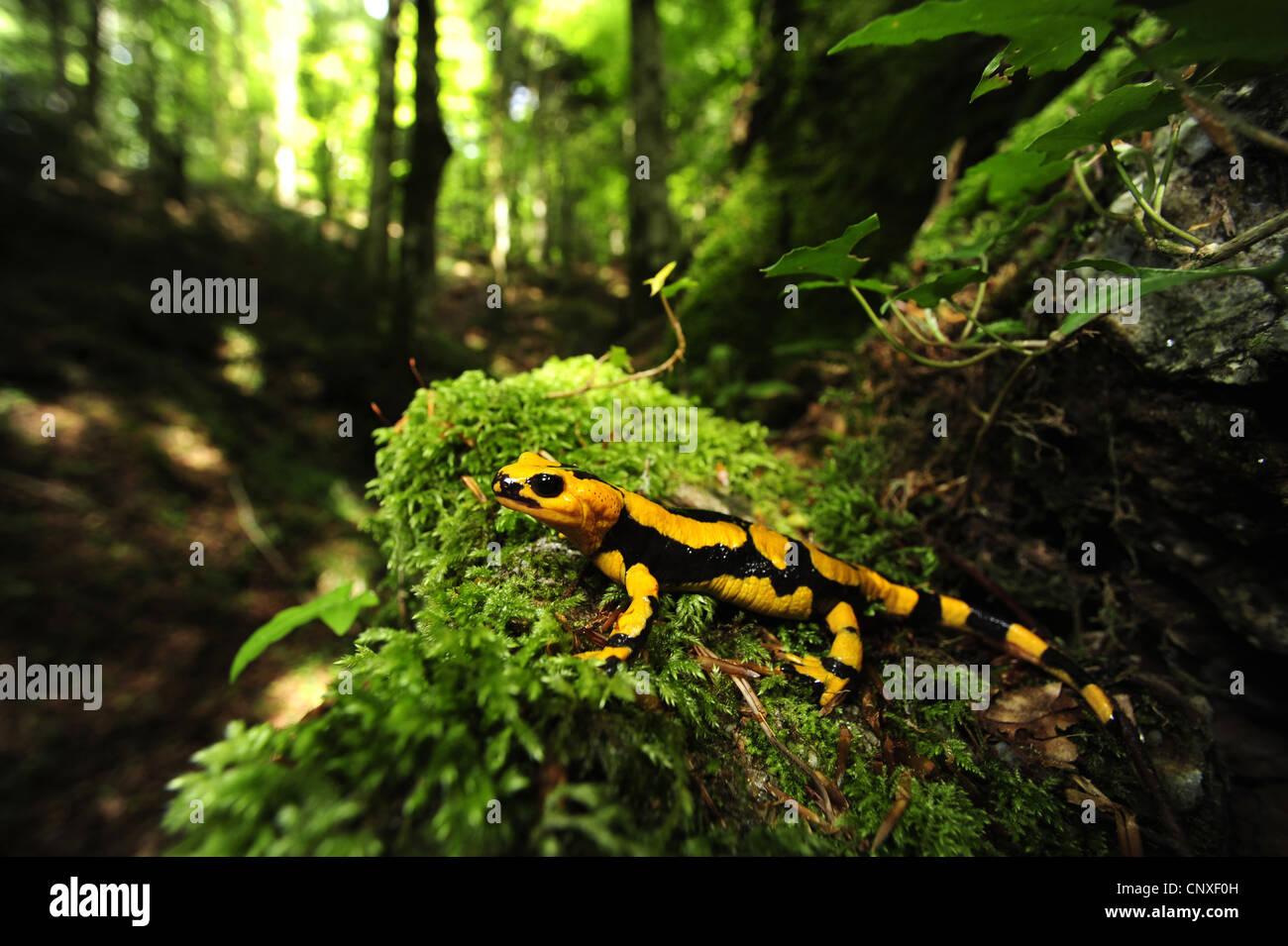 European fire salamander (Salamandra salamandra, Salamandra salamandra gigliolii  ), sitting on moss, Italy, Calabria Stock Photo