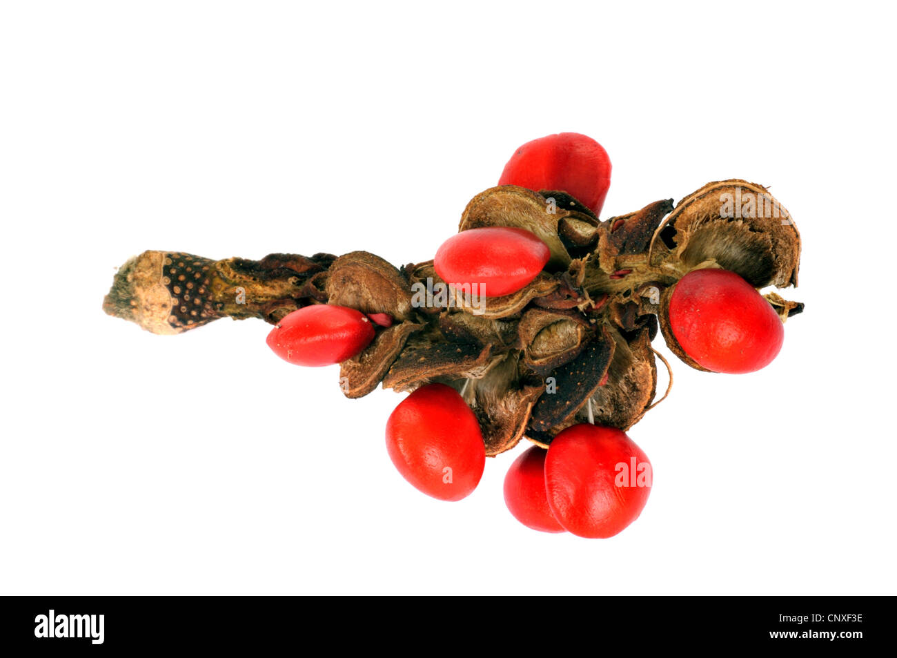 saucer magnolia (Magnolia x soulangiana, Magnolia soulangiana, Magnolia x soulangeana, Magnolia soulangeana), fruit with red seeds Stock Photo