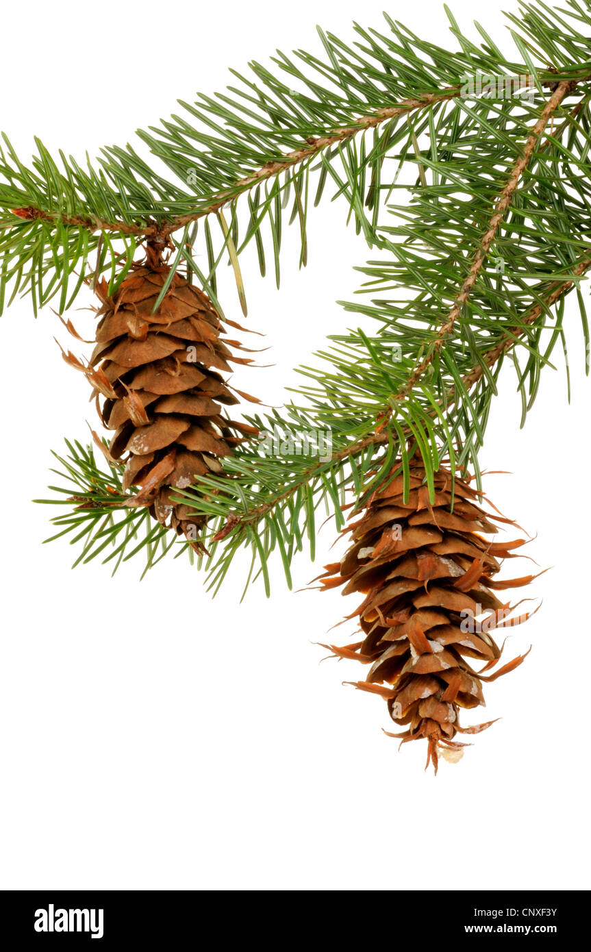 Douglas fir (Pseudotsuga menziesii), branch with cones, cut out Stock Photo